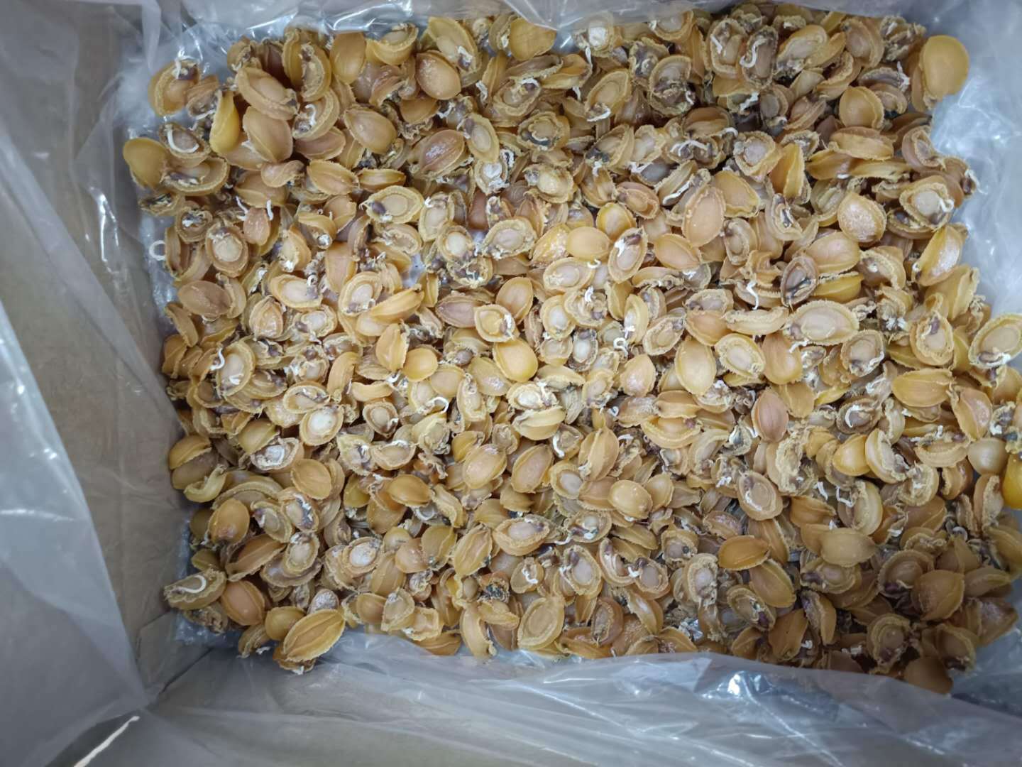 南非吉品鮑魚(yú) 陳年老鮑批發(fā)的優(yōu)選之選